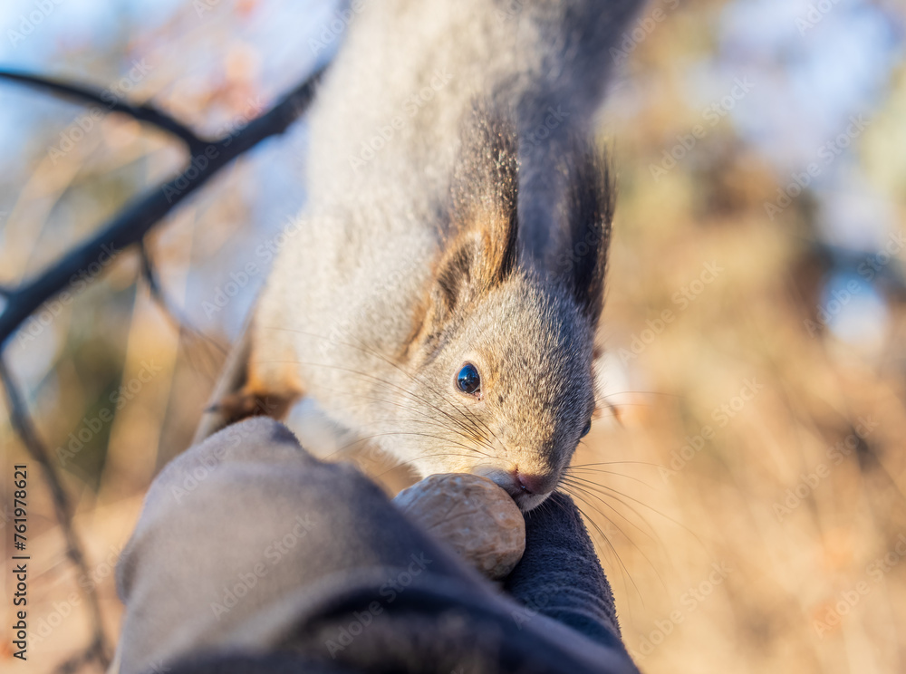 Squirrel eats nuts from a man's hand. Caring for animals in winter or autumn. Squirrel eats nuts from a man's hand. Caring for animals in winter or autumn.