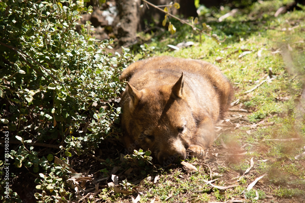 The hairy-nosed wombats have softer fur, longer and more pointed ears and a broader muzzle fringed with fine whiskers then common wombats. The hairy-nosed wombats have softer fur, longer and more pointed ears and a broader muzzle fringed with fine whiskers then common wombats.