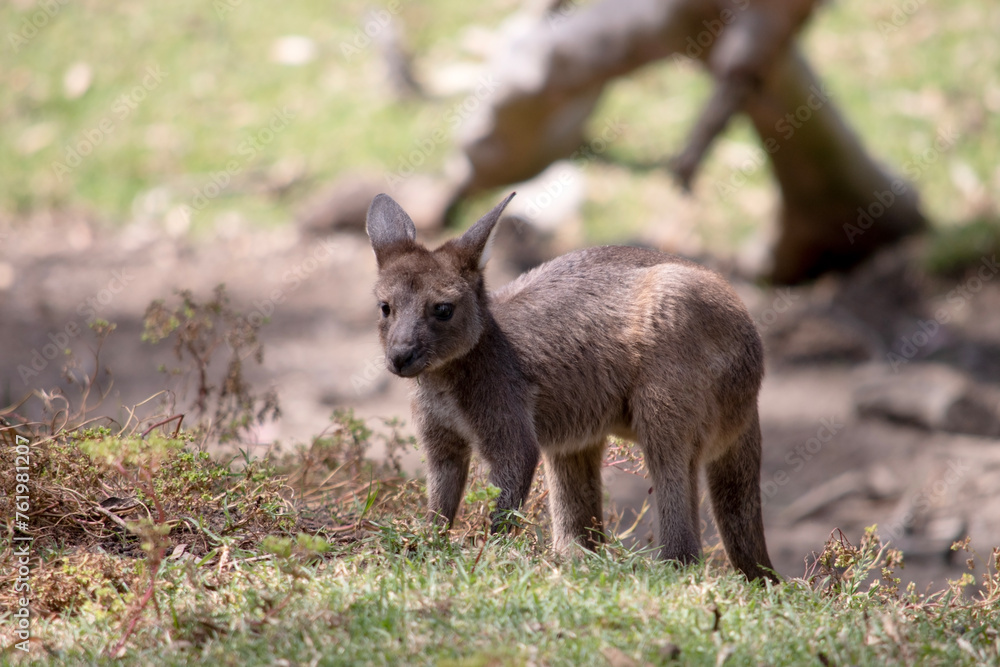 the kangaroo-Island Kangaroo joey has a brown body with a white under belly. They also have black feet and paws the kangaroo-Island Kangaroo joey has a brown body with a white under belly. They also have black feet and paws