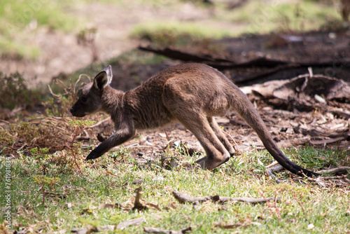 the kangaroo-Island Kangaroo joey has a brown body with a white under belly. They also have black feet and paws