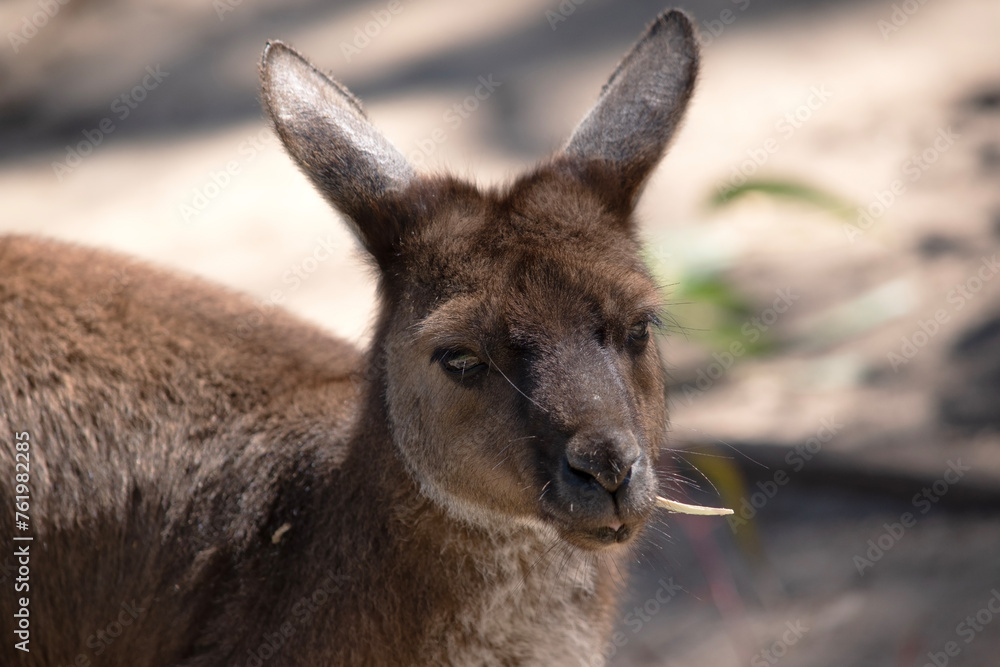 the kangaroo-Island Kangaroo has a brown body with a white under belly. They also have black feet and paws