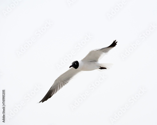 The laughing gull in flight, close up