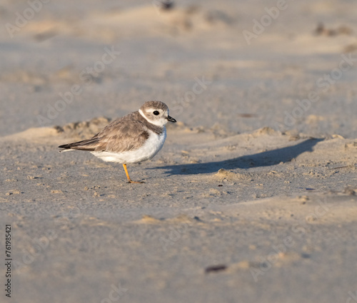 The piping plover (Charadrius melodus) on the sand beach, Galveston