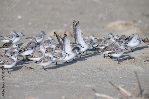 The small flock of sanderlings hiding from the stormy wing behind the grass pile on the sand beach, Galveston Island, Texas, USA photo