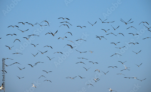 The flock of Black skimmers (Rynchops niger) in flight over ocean