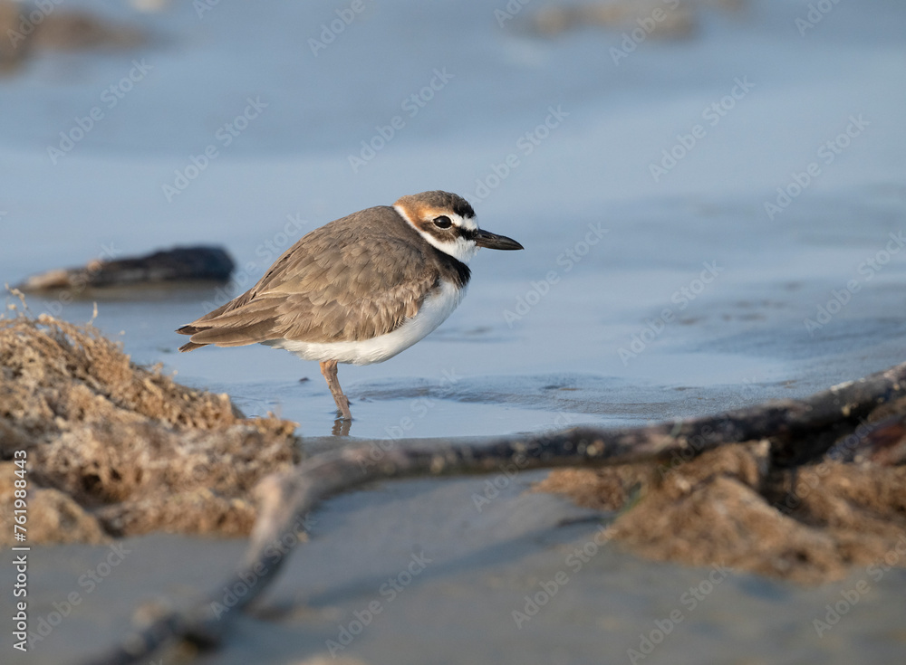 Wilson's plover on the sand beach, Galveston, Texas Wilson's plover on the sand beach, Galveston, Texas