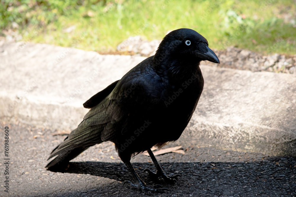 Fototapeta premium The adult Australian raven is an all black-bird with a black beak, mouth and tongue and sturdy black or grey-black legs and feet.