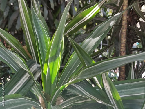 green leaves of a plant  hojas verde de una planta  