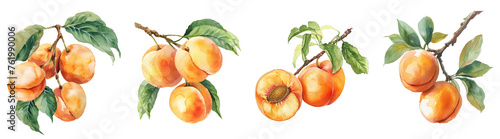 Set of apricot branches, PNG set