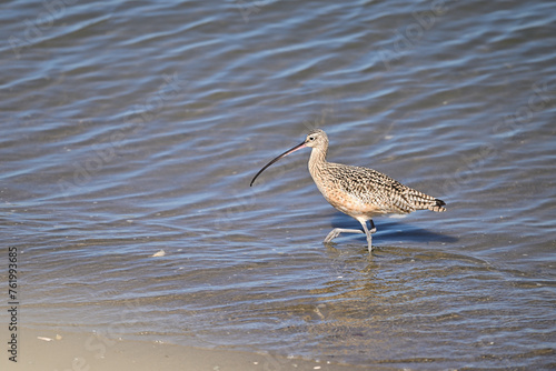 Long Billed Curlew dancing on a beach photo