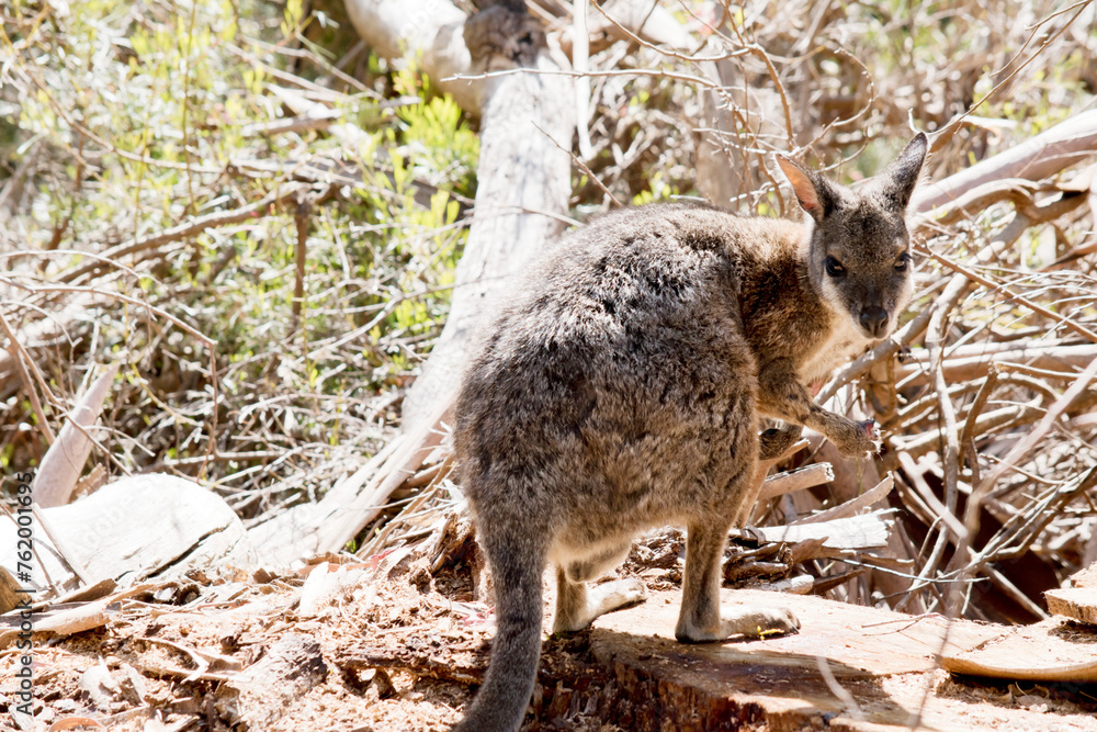 Fototapeta premium the tammar wallaby has a grey body and tan arms and white cheeks and back nose