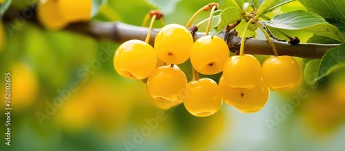 Yellow berries hanging from a tree