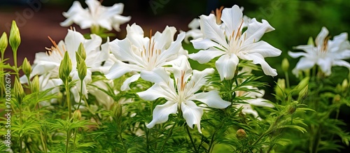 White flowers blooming in the garden photo