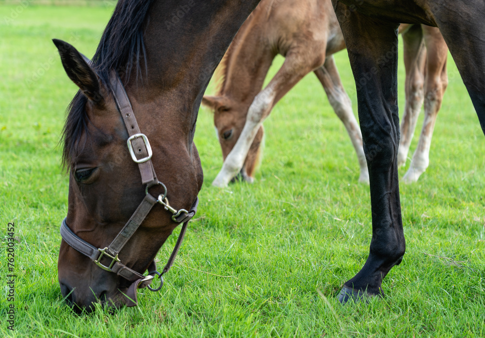 Obraz premium A mother and her young foal, grazing in the pasture. Portrait of horses on the background of nature. Horse breeding, Horse foals. Mother nature. Scottish countryside horses 
