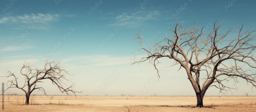 Two trees in field