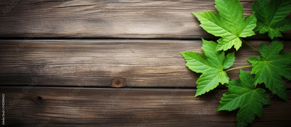 Vibrant Green Leaves Creating a Serene Atmosphere on Rustic Wooden Background Vibrant Green Leaves Creating a Serene Atmosphere on Rustic Wooden Background