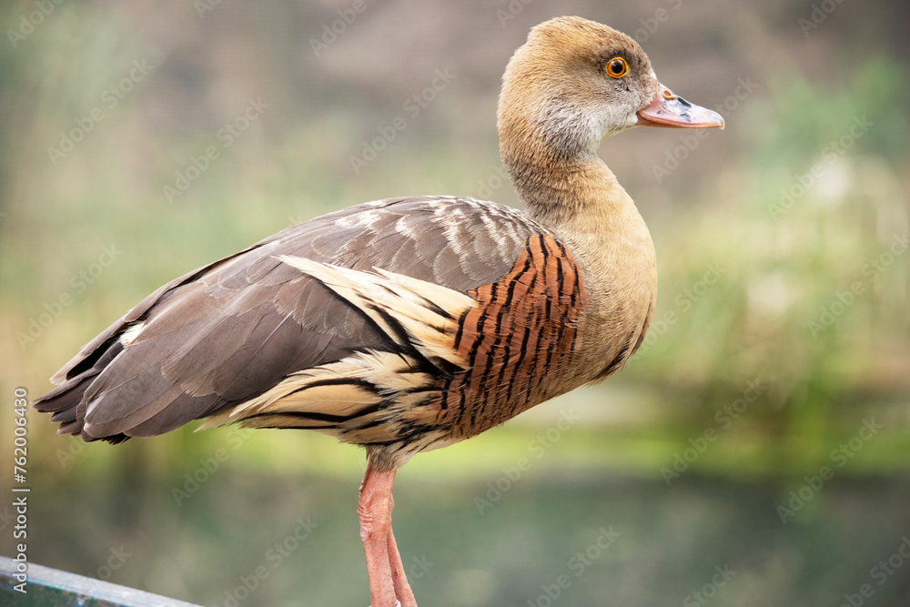 The plumed whistling duck's face and fore-neck are light, the crown and hind neck are pale brown and the brown feathers of the upper back are edged buff. The plumed whistling duck's face and fore-neck are light, the crown and hind neck are pale brown and the brown feathers of the upper back are edged buff.