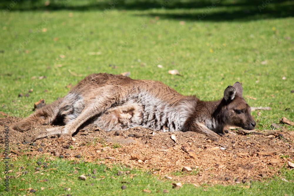 Western grey kangaroos have a finely haired muzzle. They have light to dark-brown fur. Paws, feet and tail tips vary in color from brown to black. Western grey kangaroos have a finely haired muzzle. They have light to dark-brown fur. Paws, feet and tail tips vary in color from brown to black.