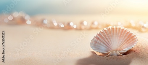 Seashell on sandy beach