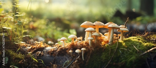 Mushrooms growing on a log in the forest photo