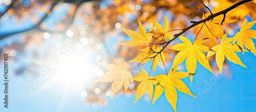 Sunlight filtering through yellow leaves on a tree branch