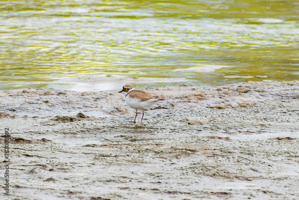 Charadrius dubius.Little ringed plover in natural habitat. On the shore next to the river Charadrius dubius.Little ringed plover in natural habitat. On the shore next to the river