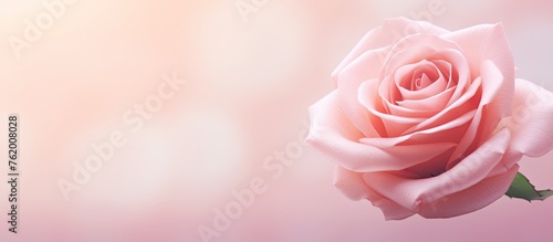 A pink rose on a matching background