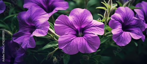 Purple flowers isolated on white background © Ilgun