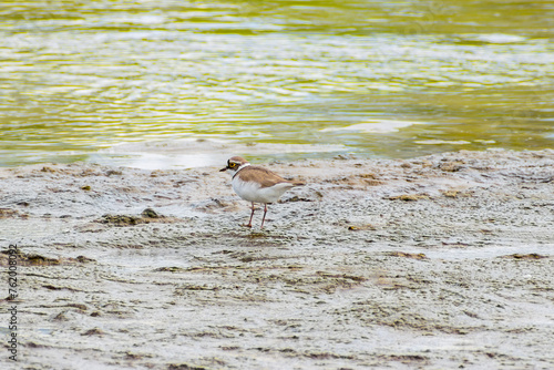 Charadrius dubius.Little ringed plover in natural habitat. On the shore next to the river © Anton