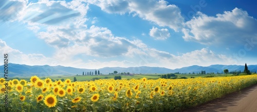 Sunflowers in rural field under blue sky