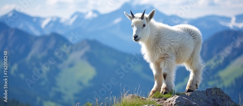 A goat perched on a boulder in the mountains