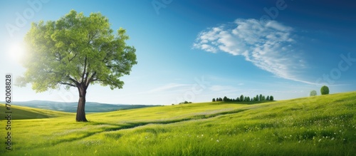 Solitary Tree Standing Proud in Vast Verdant Meadows Surrounded by Nature's Glory