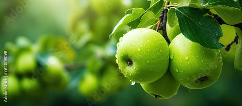 Two green apples with water droplets on tree