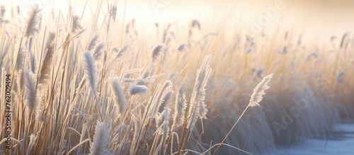Tall grass field with frost on the ground