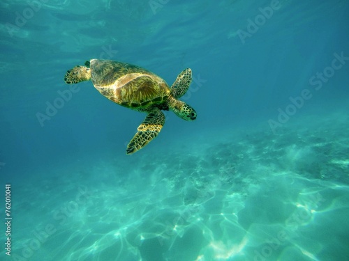 green sea turtle © Ying