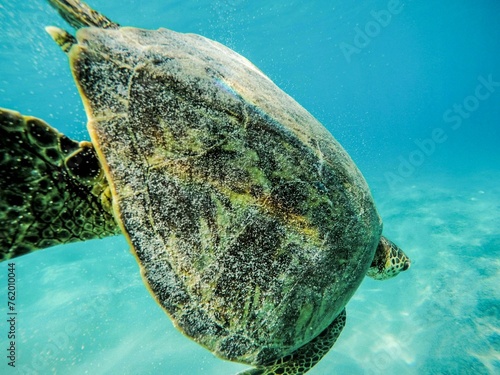 turtle swimming © Ying