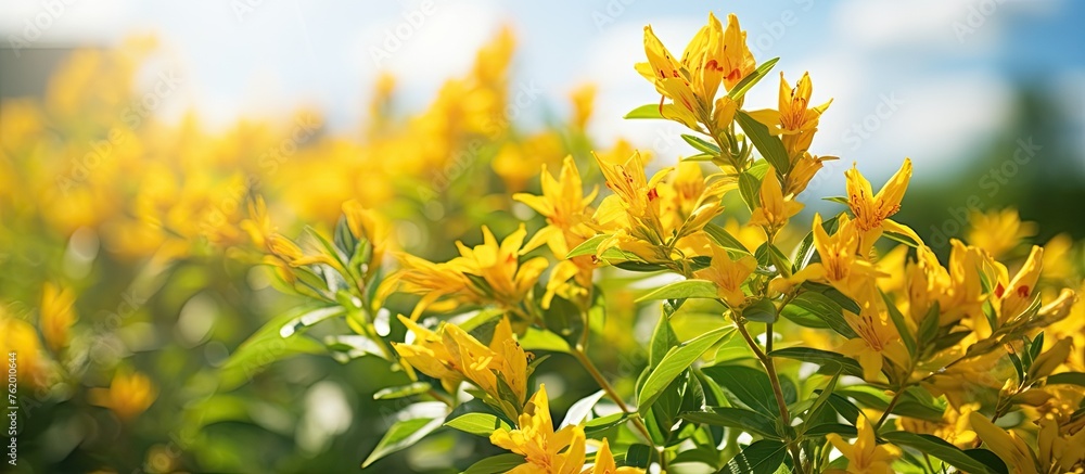 custom made wallpaper toronto digitalYellow flowers basking in sunlight