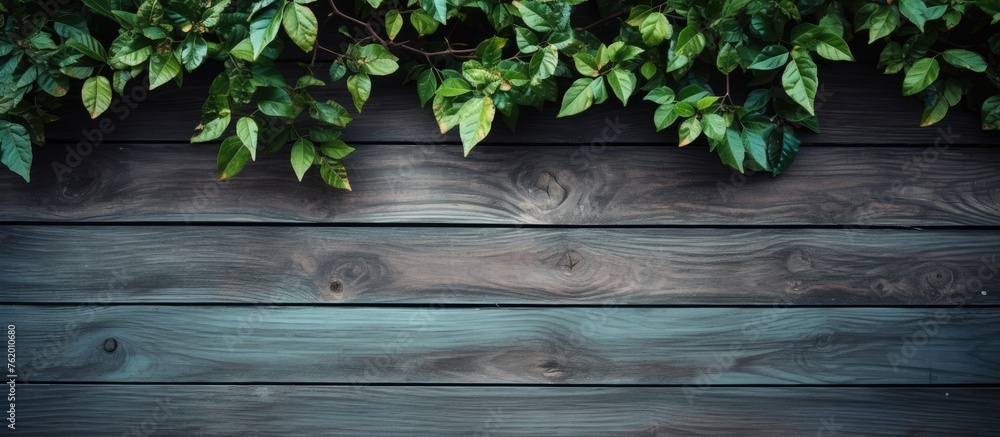 A close up of lush leaves against a wooden wall