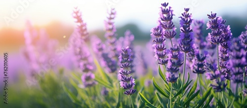 Lavender blooms in vast purple meadow