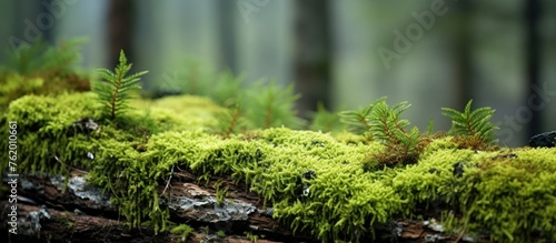 Moss covered log in a green forest