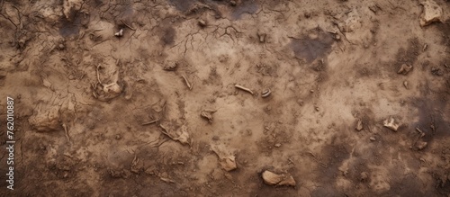 Dirt surface scattered with small bones and leaves