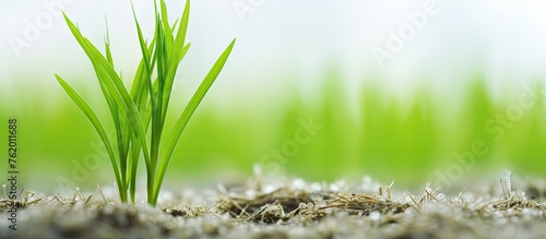 A flourishing green plant in brown soil