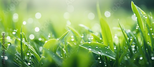 Close-up of fresh wet grass