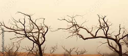 Field with trees under a misty sky and some bare trees