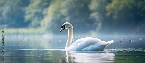 A white swan gracefully swimming among various waterfowl