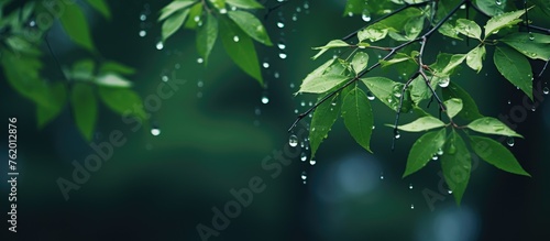 Rain dripping from a tree limb photo