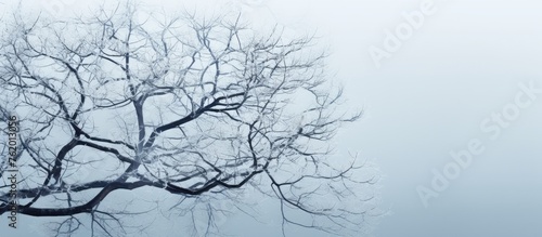 Tree covered in snow and icy frost