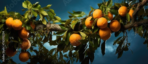 Vibrant Orange Tree Laden with Citrus Fruits in a Lush Orchard