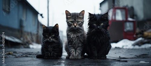 Three kittens in front of a building photo