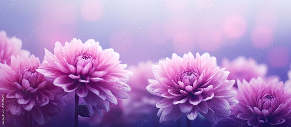 Pink flowers on white background Pink flowers on white background